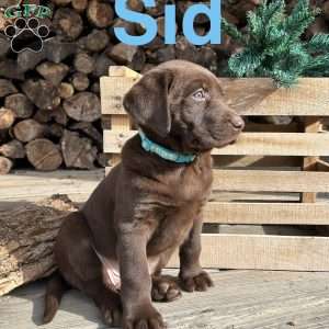 Sid, Chocolate Labrador Retriever Puppy